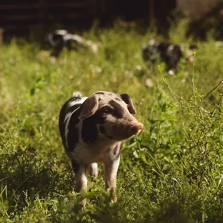 Dambaekgaard Sustainable Farm Farm stay *