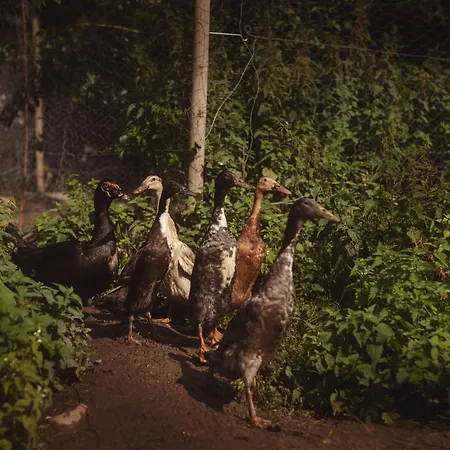 Dambaekgaard Sustainable Farm Alloggio per agriturismo Harlev (Stevns)