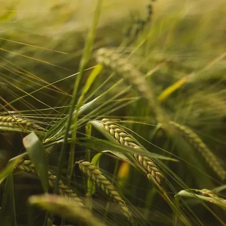 Dambaekgaard Sustainable Farm * Harlev (Stevns)