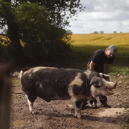 Farm stay Dambaekgaard Sustainable Farm Harlev (Stevns)