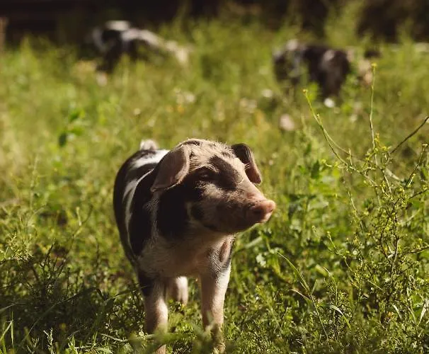 Dambaekgaard Sustainable Farm ファームステイ *