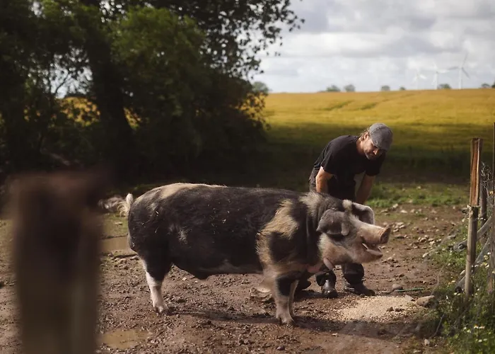 ファームステイ Dambaekgaard Sustainable Farm Harlev (Stevns)