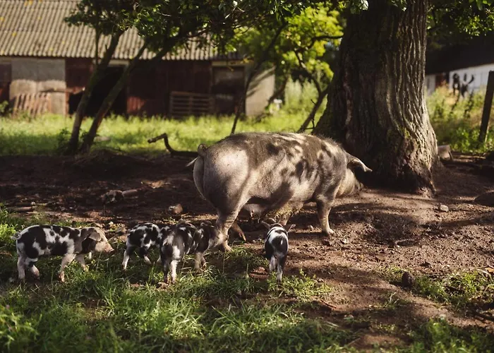 ファームステイ Dambaekgaard Sustainable Farm Harlev (Stevns)