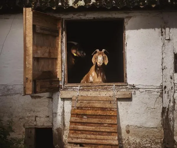 Dambækgaard Sustainable Farm *